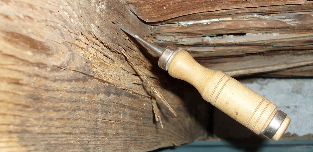 Plagas de la madera